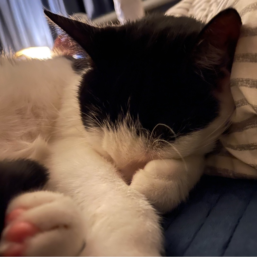 Meet your Posher, Veronica